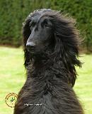 Afghan Hound 9T072D-081